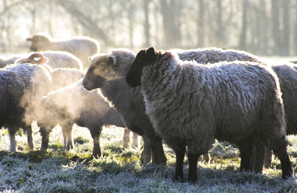5 anledningar till varför ull är det bästa alternativet för jägaren och en aktiv livsstil
