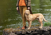 Dubarry Honeysuckle Jeans - Harvest Gold