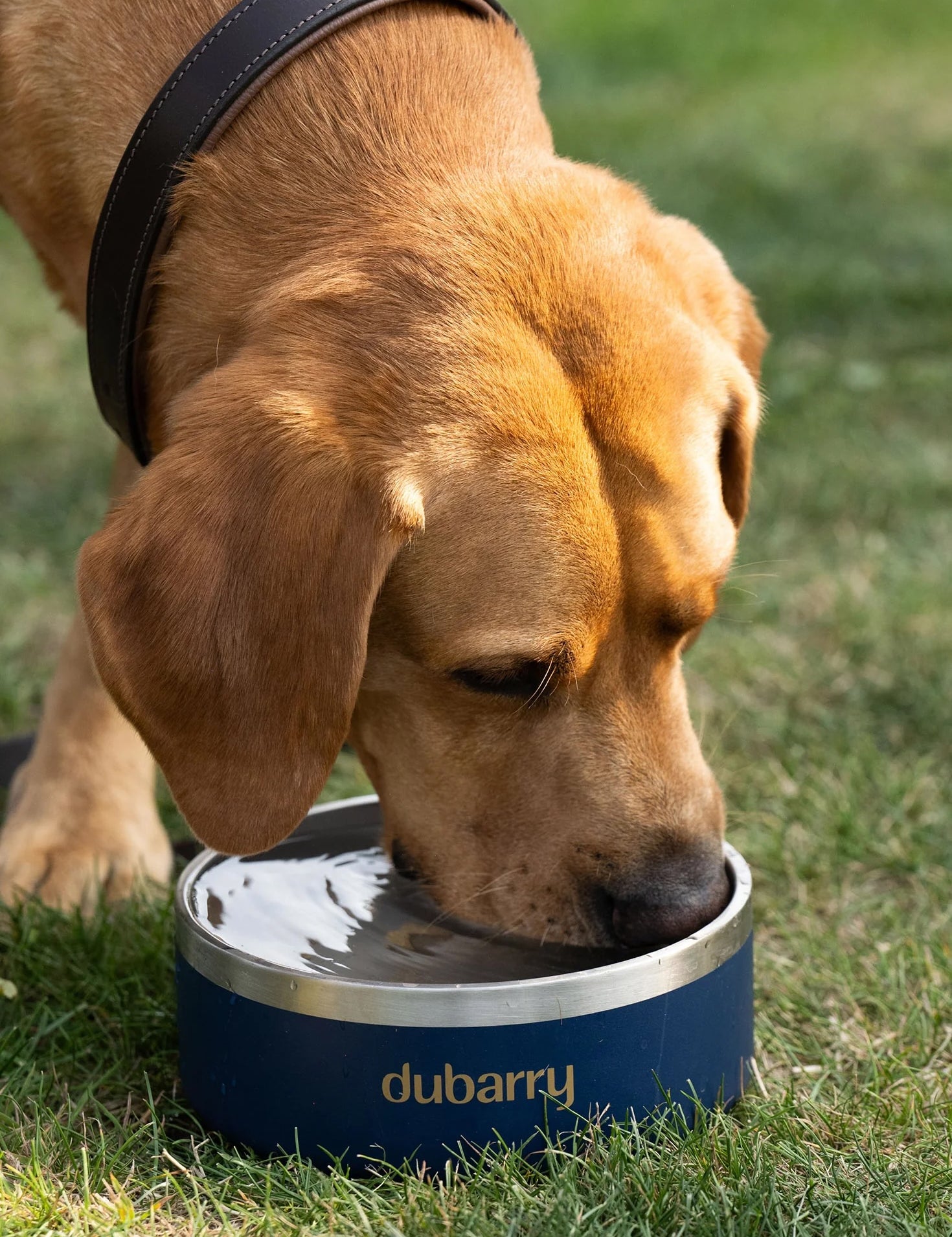 Dubarry Archie - Hundskål