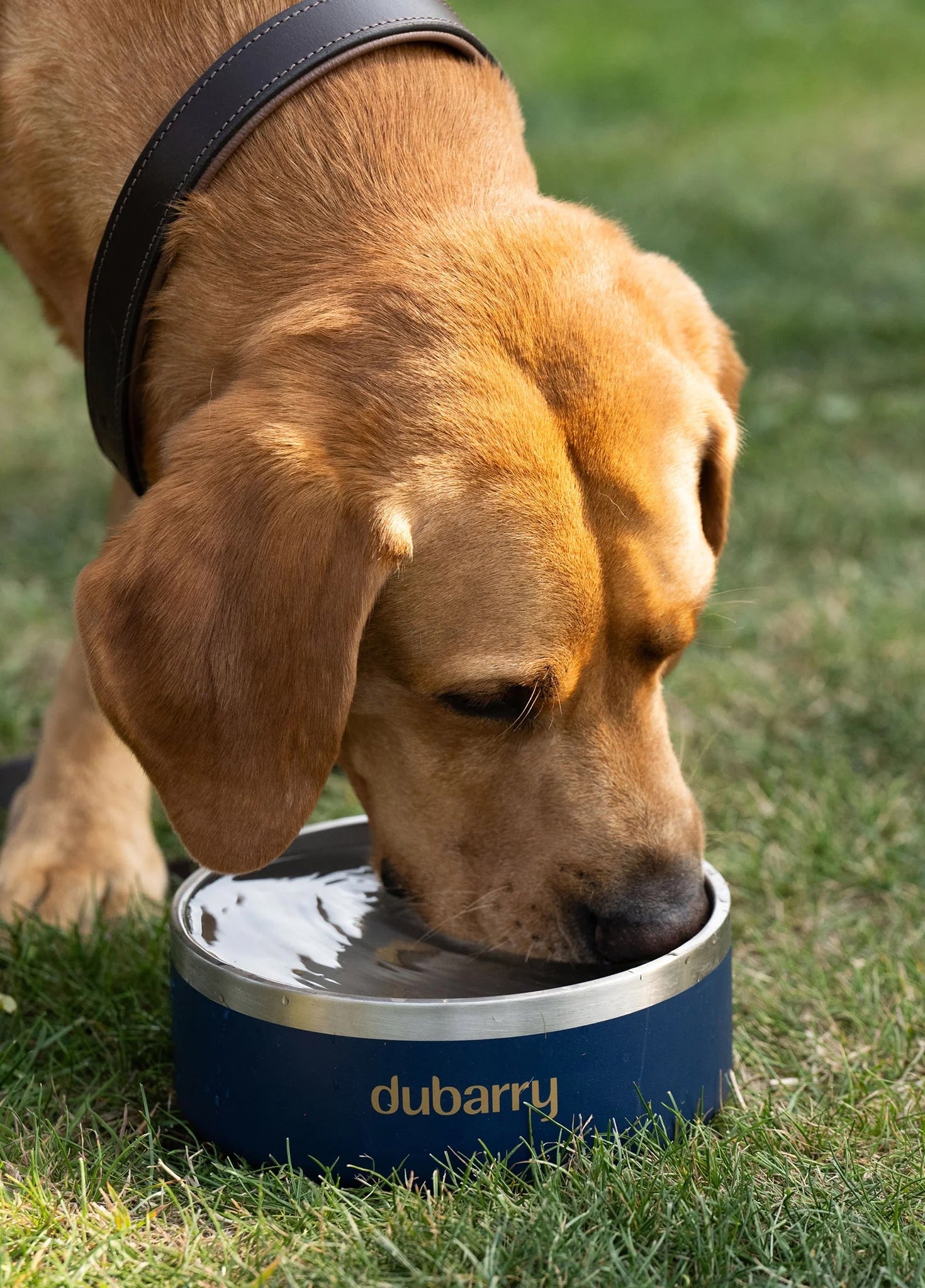 Dubarry Archie - Hundskål