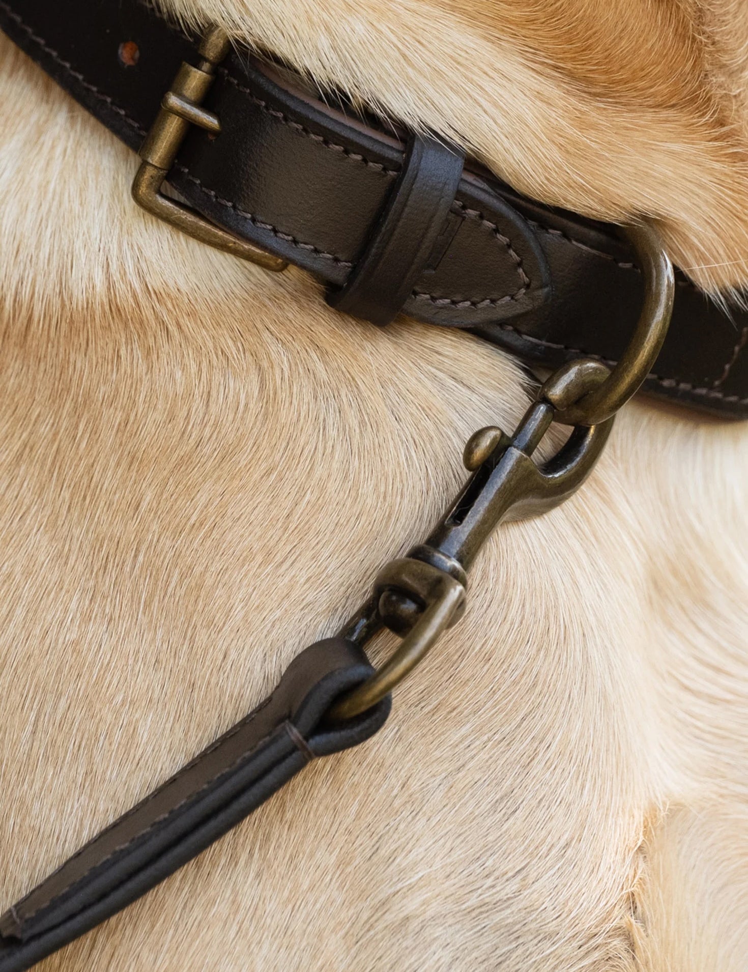 Dubarry Ranger Mahogany - Hundkoppel Läder