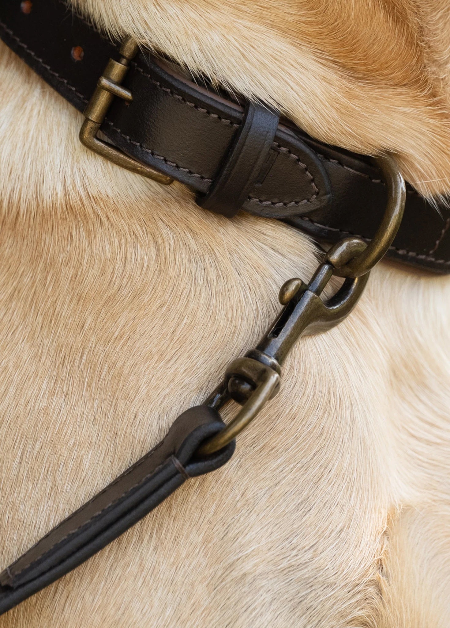Dubarry Ranger Mahogany - Hundkoppel Läder