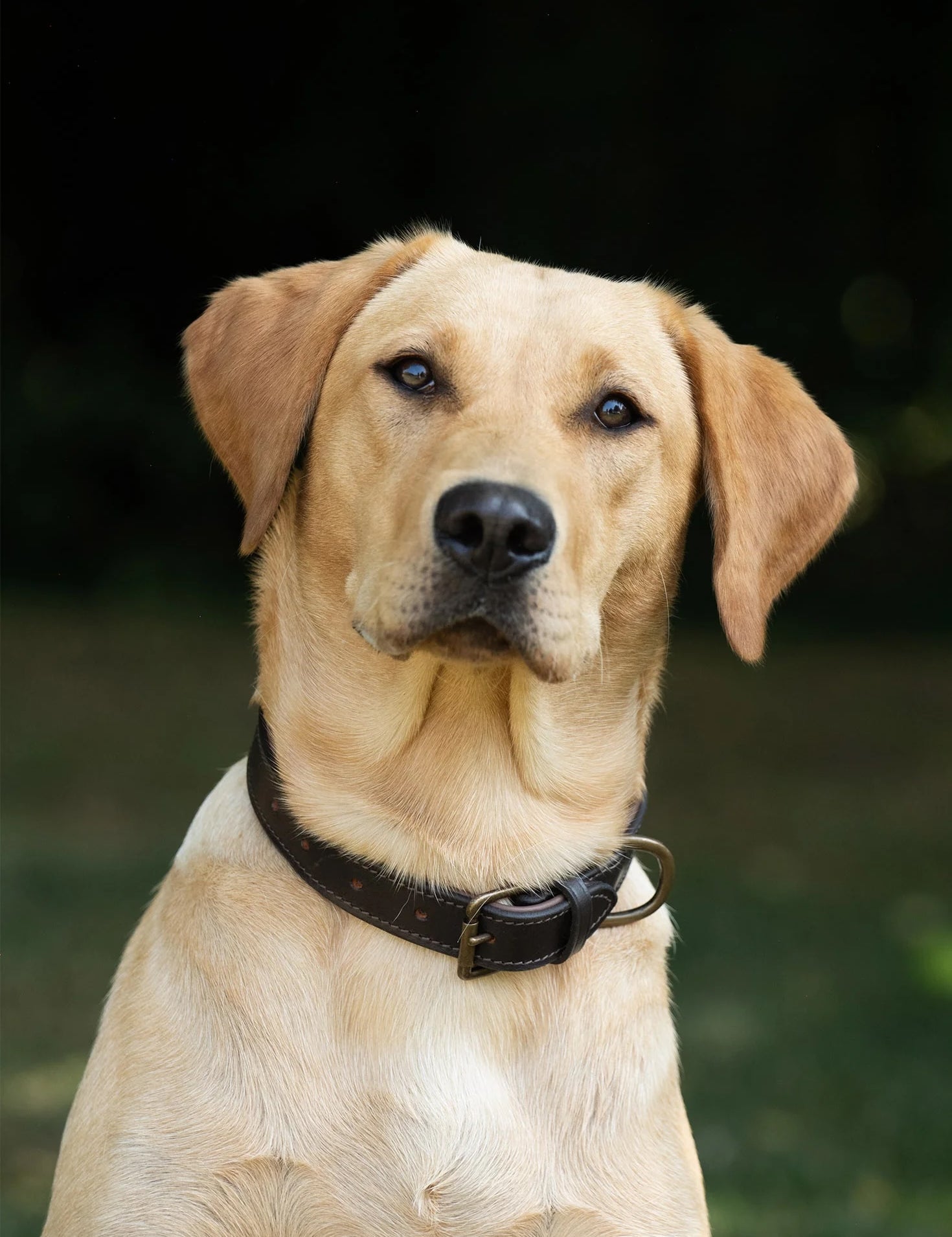 Dubarry Axel Mahogany Hundhalsband - Vadderat Läder