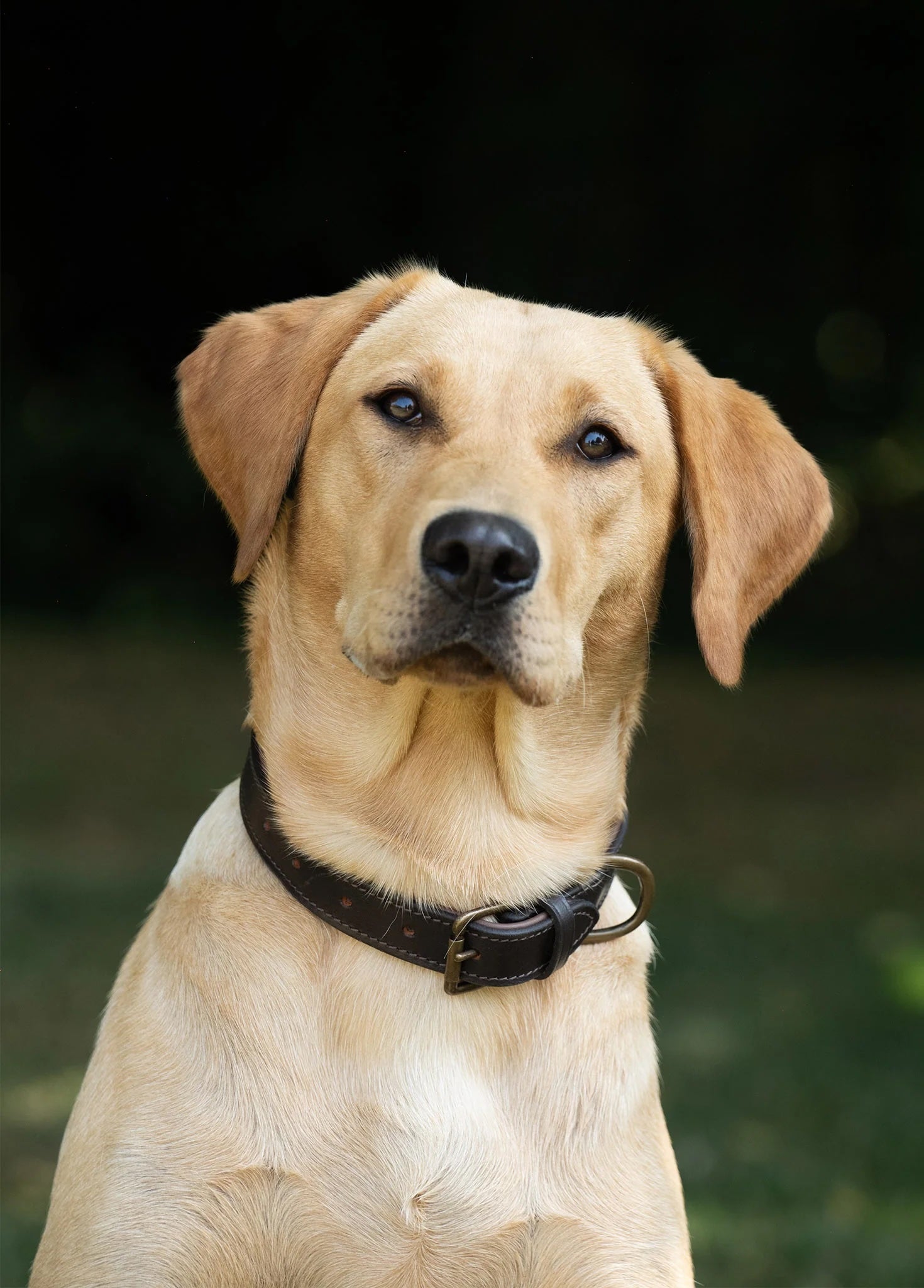 Dubarry Axel Mahogany Hundhalsband - Vadderat Läder