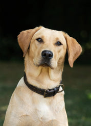 Dubarry Axel Mahogany Hundhalsband - Vadderat Läder