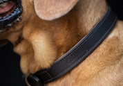 Dubarry Axel Mahogany Hundhalsband - Vadderat Läder