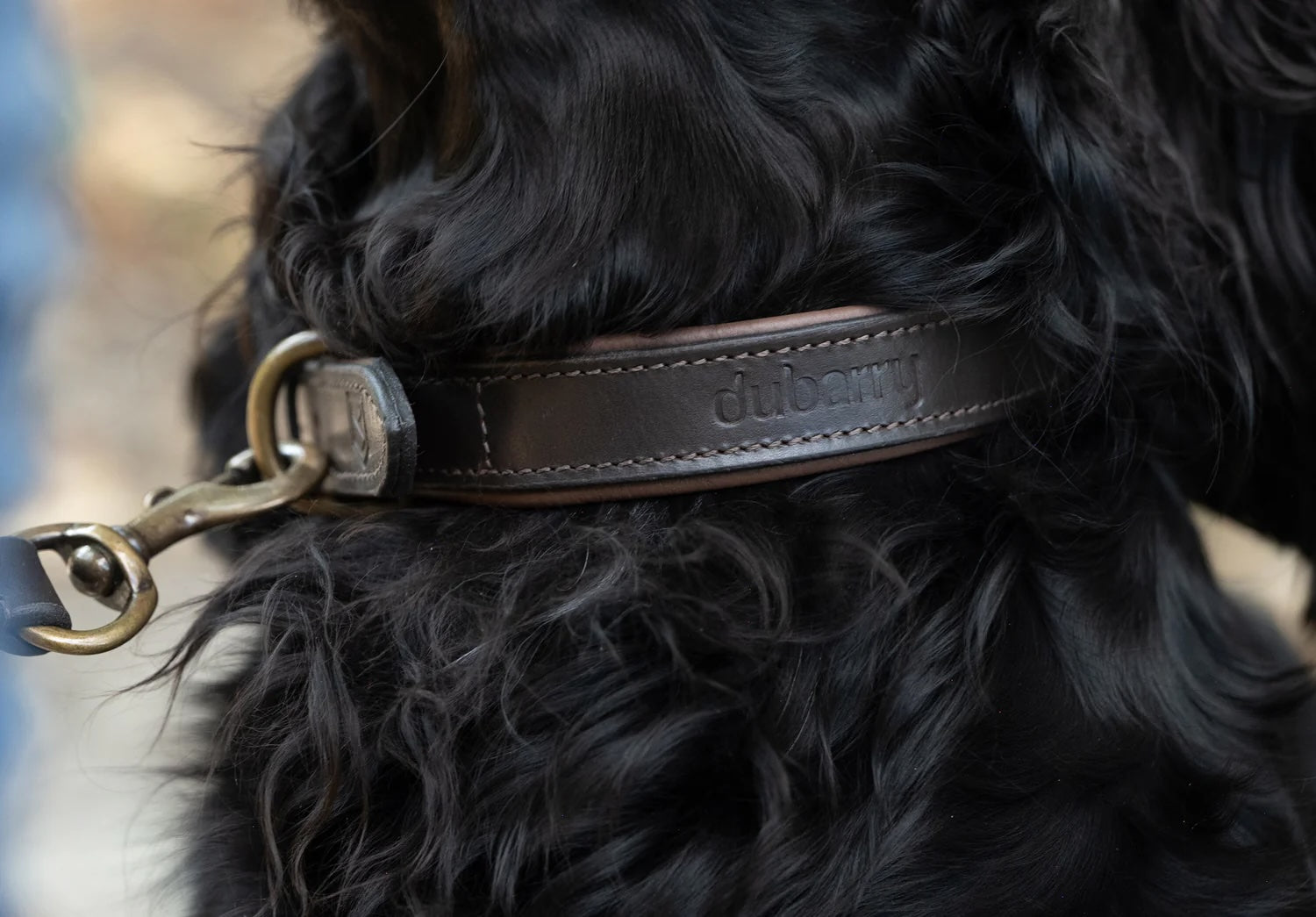Dubarry Axel Mahogany Hundhalsband - Vadderat Läder