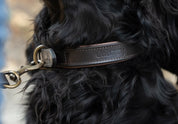 Dubarry Axel Mahogany Hundhalsband - Vadderat Läder