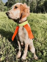 Jaktstil Hundhalsband - Reflex med Resår - Jaktstil.se