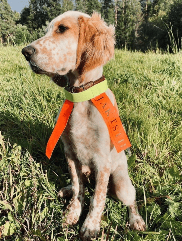 Jaktstil Hundhalsband - Reflex med Resår - Jaktstil.se