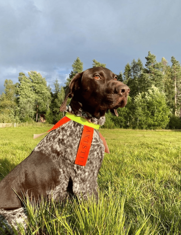 Jaktstil Hundhalsband - Reflex med Resår - Jaktstil.se