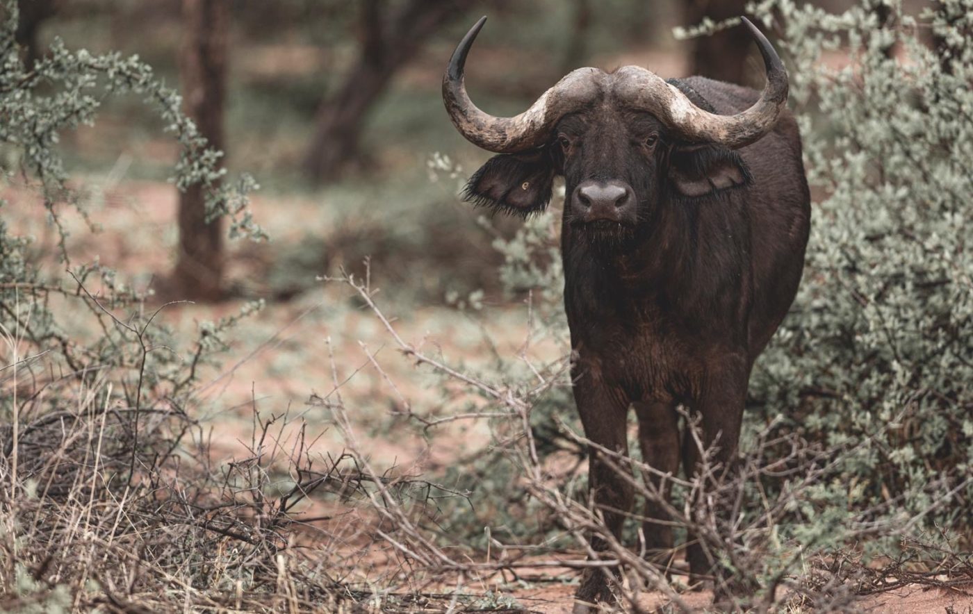 Hunting Trip to South Africa - Part 1