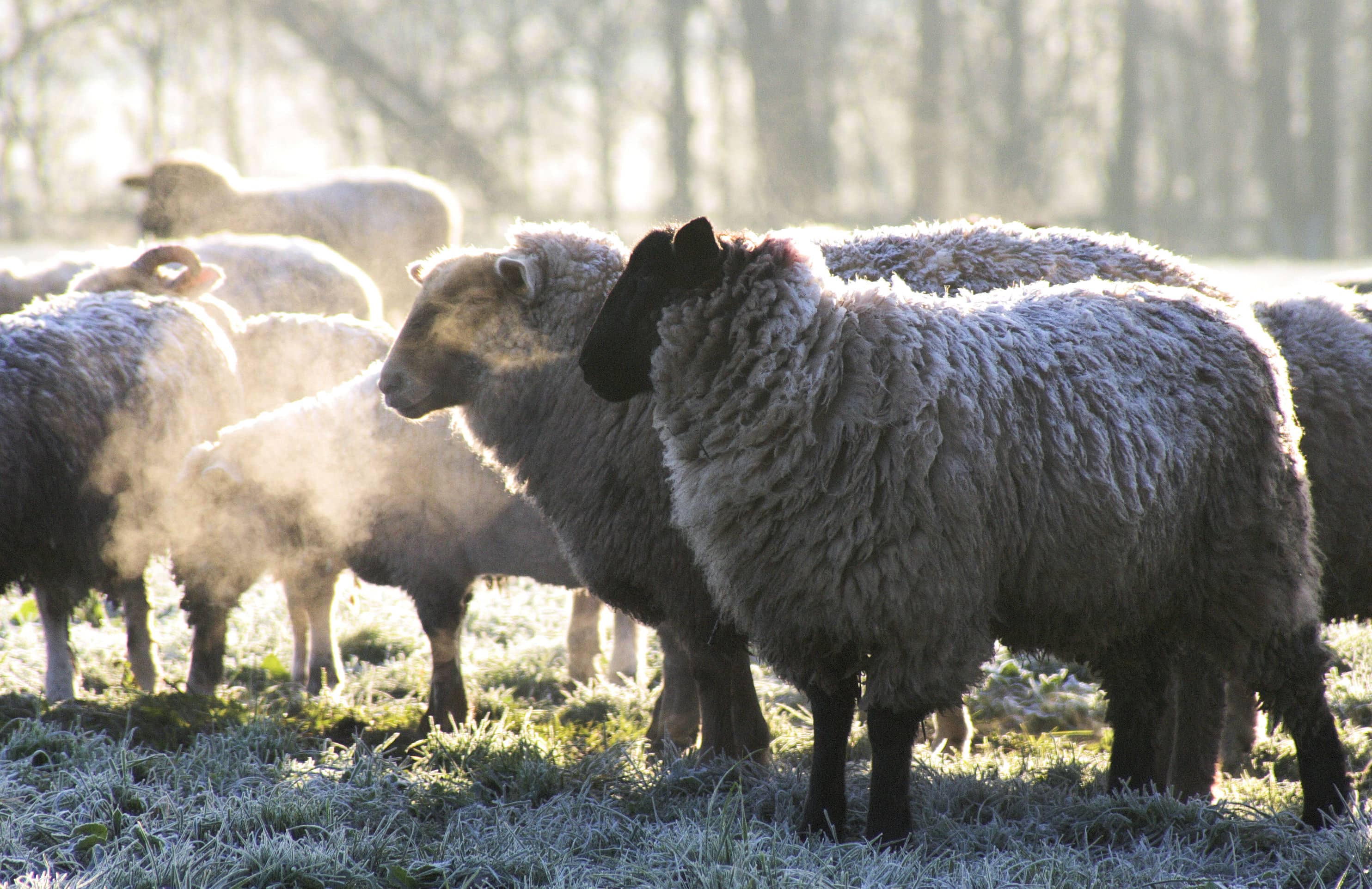 5 reasons why wool is the best option for the hunter and an active lifestyle