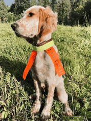 Jaktstil Hundhalsband - Reflex med Resår - Jaktstil.se