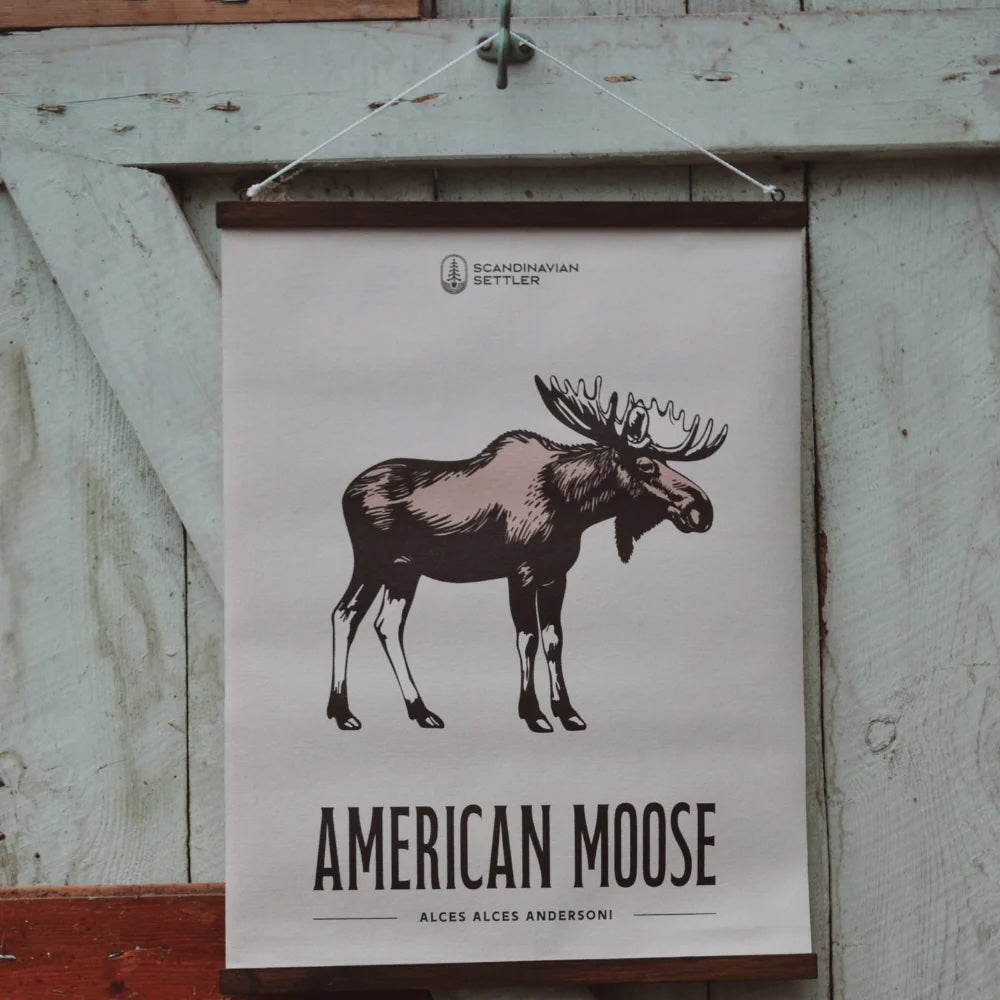 Canvastavla - American Moose 40x50cm